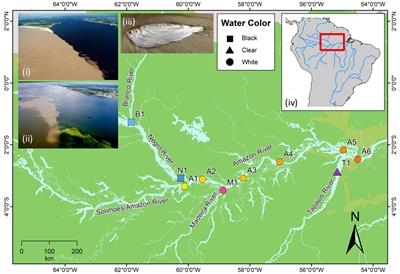 Riverscape Genomics Clarifies Neutral and Adaptive Evolution in an Amazonian Characin Fish (Triportheus albus)